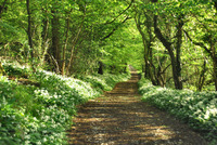 Wenlock Edge Spring